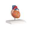 Πρόπλασμα καρδιάς G210 με 2 μέρη σε Πραγματικό Μέγεθος - Προπλάσματα στο eShopmed
