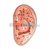 Μοντέλο Αυτιού Εκπαιδευτικό Πρόπλασμα Βελονισμού με Βελονιστικά Σημεία - Προπλάσματα/ Ιατρικοί Χάρτες στο eShopmed