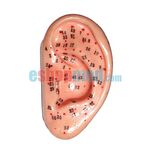 Μοντέλο Αυτιού Εκπαιδευτικό Πρόπλασμα Βελονισμού με Βελονιστικά Σημεία - Προπλάσματα/ Ιατρικοί Χάρτες στο eShopmed