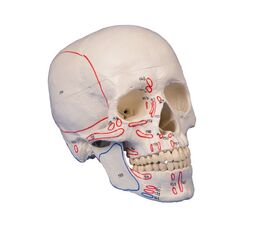 Πρόπλασμα Κρανίου 3 τμημάτων (έκφυση-κατάφυση) - Προπλάσματα στο eShopmed