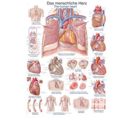 Χάρτης Ανθρώπινης Καρδιάς 50x70 - Ιατρικοί Χάρτες στο eShopmed