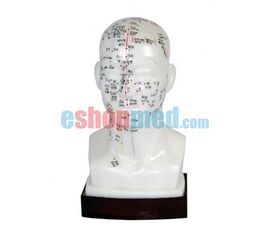 Μοντέλο Κεφάλι Εκπαιδευτικό Πρόπλασμα Βελονισμού με Βελονιστικά Σημεία - Προπλάσματα/ Ιατρικοί Χάρτες στο eShopmed