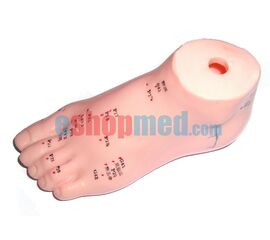 Μοντέλο Ποδιού Εκπαιδευτικό Πρόπλασμα Βελονισμού με Βελονιστικά Σημεία - Προπλάσματα/ Ιατρικοί Χάρτες στο eShopmed