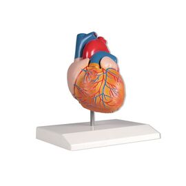 Πρόπλασμα καρδιάς G210 με 2 μέρη σε Πραγματικό Μέγεθος - Προπλάσματα στο eShopmed