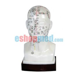 Μοντέλο Κεφάλι Εκπαιδευτικό Πρόπλασμα Βελονισμού με Βελονιστικά Σημεία - Προπλάσματα/ Ιατρικοί Χάρτες στο eShopmed