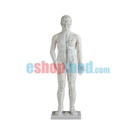 Μοντέλο Ανδρός Εκπαιδευτικό Ανδρικό Πρόπλασμα Βελονισμού με Βελονιστικά Σημεία και Μεσημβρινούς - Προπλάσματα/ Ιατρικοί Χάρτες στο eShopmed