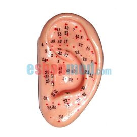 Μοντέλο Αυτιού Εκπαιδευτικό Πρόπλασμα Βελονισμού με Βελονιστικά Σημεία - Προπλάσματα/ Ιατρικοί Χάρτες στο eShopmed