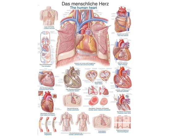 Χάρτης Ανθρώπινης Καρδιάς 50x70 - Ιατρικοί Χάρτες στο eShopmed