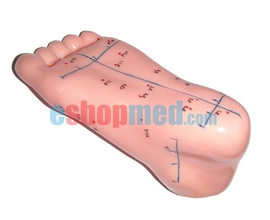Μοντέλο Ποδιού Εκπαιδευτικό Πρόπλασμα Βελονισμού με Βελονιστικά Σημεία - Προπλάσματα/ Ιατρικοί Χάρτες στο eShopmed