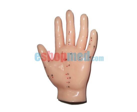 Μοντέλο Χεριού Εκπαιδευτικό Πρόπλασμα Βελονισμού με Βελονιστικά Σημεία - Προπλάσματα/ Ιατρικοί Χάρτες στο eShopmed