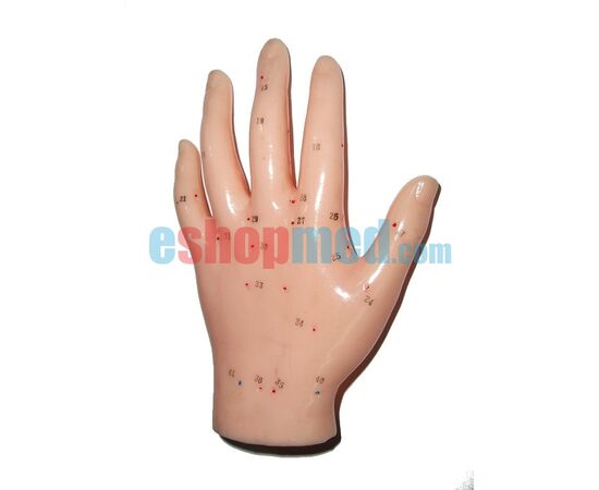 Μοντέλο Χεριού Εκπαιδευτικό Πρόπλασμα Βελονισμού με Βελονιστικά Σημεία - Προπλάσματα/ Ιατρικοί Χάρτες στο eShopmed